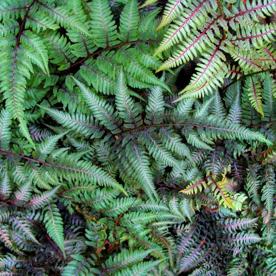 Japanese Painted Fern Care and Growing Tips