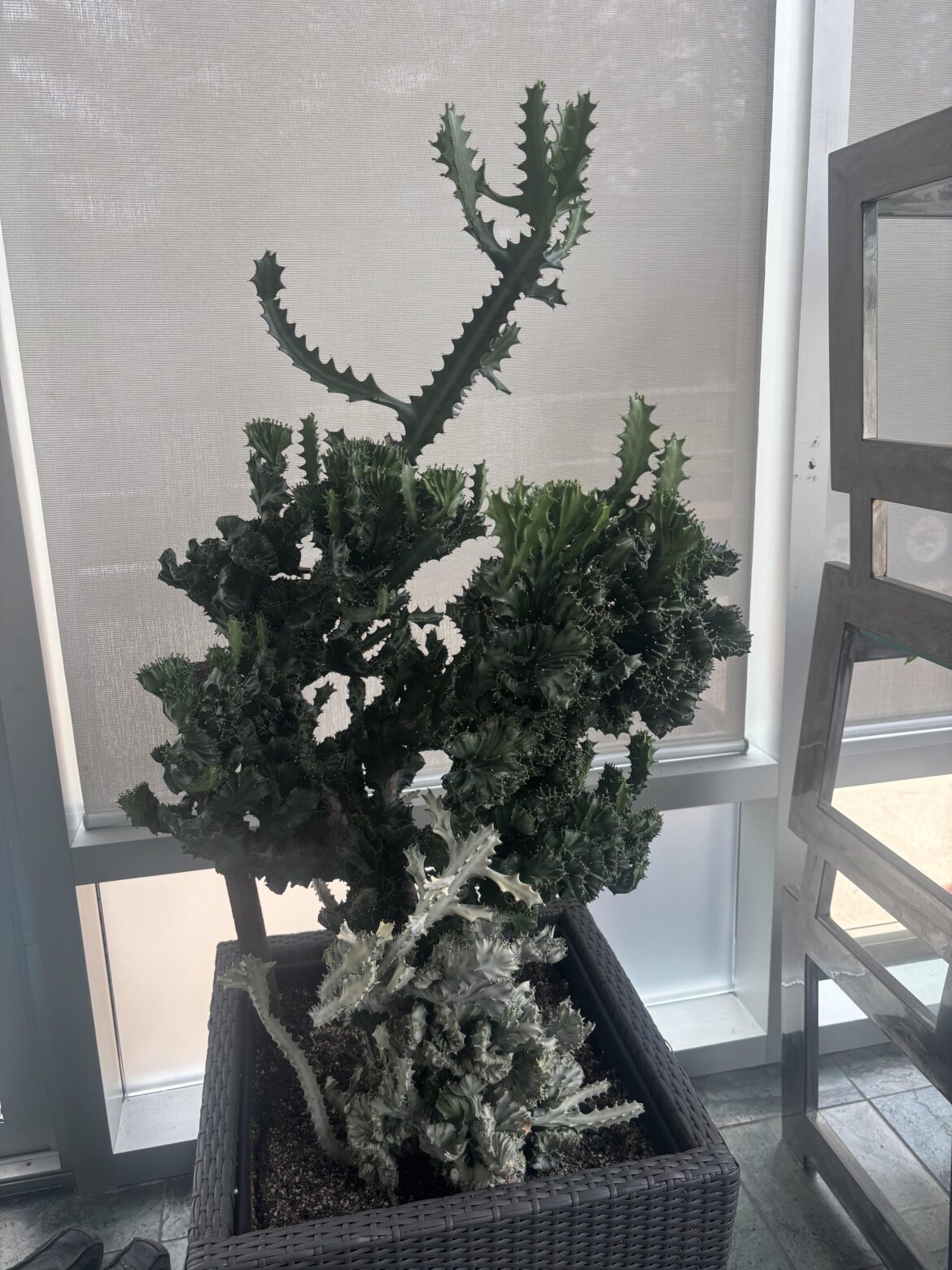 What kind of succulent is this? Why does it look like two different kinds?