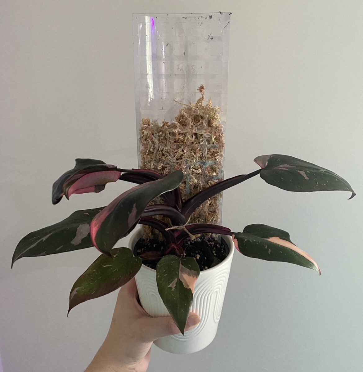 first time using a moss pole. advice would be nice! thx in advance :) first time using a moss pole. advice would be nice! thx in advance :)
