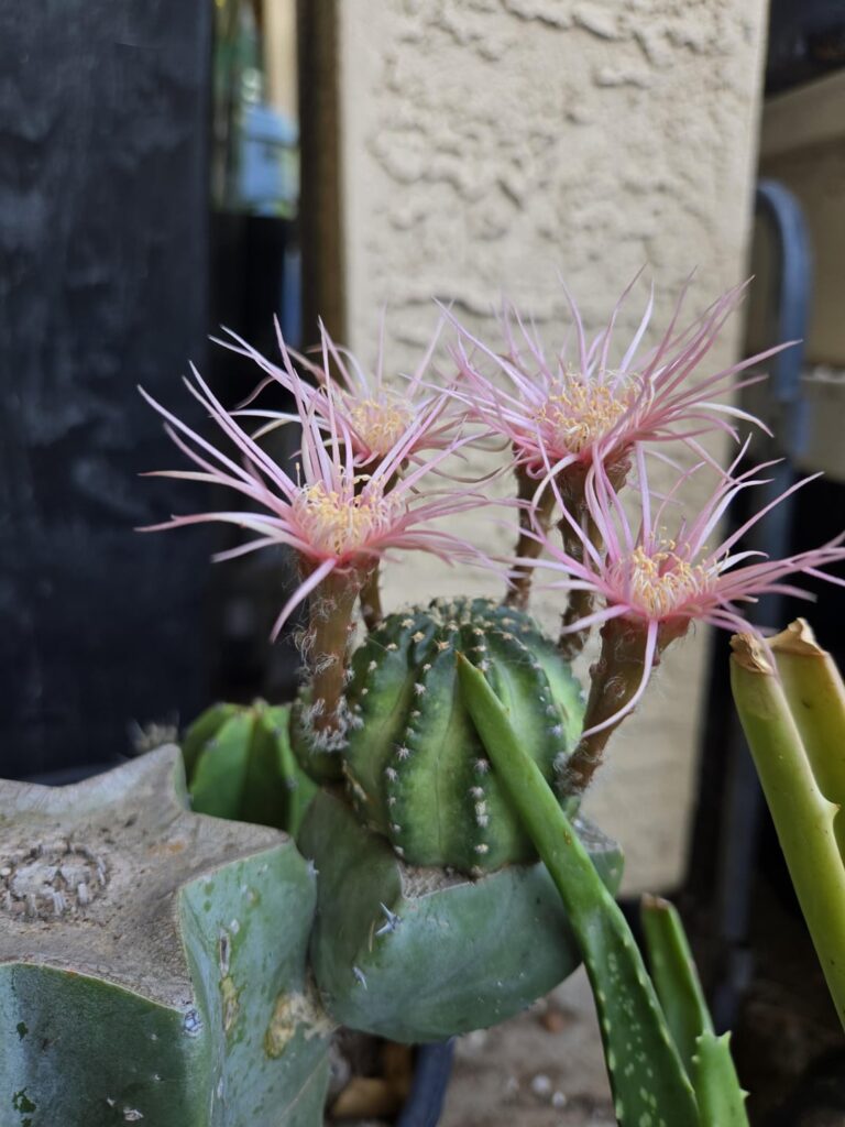 Echinopsis shinshowa on senita
