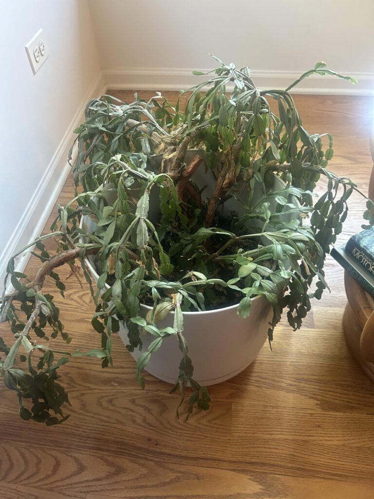 Our Christmas cactus is 4 generations old and I’m afraid it’ll die