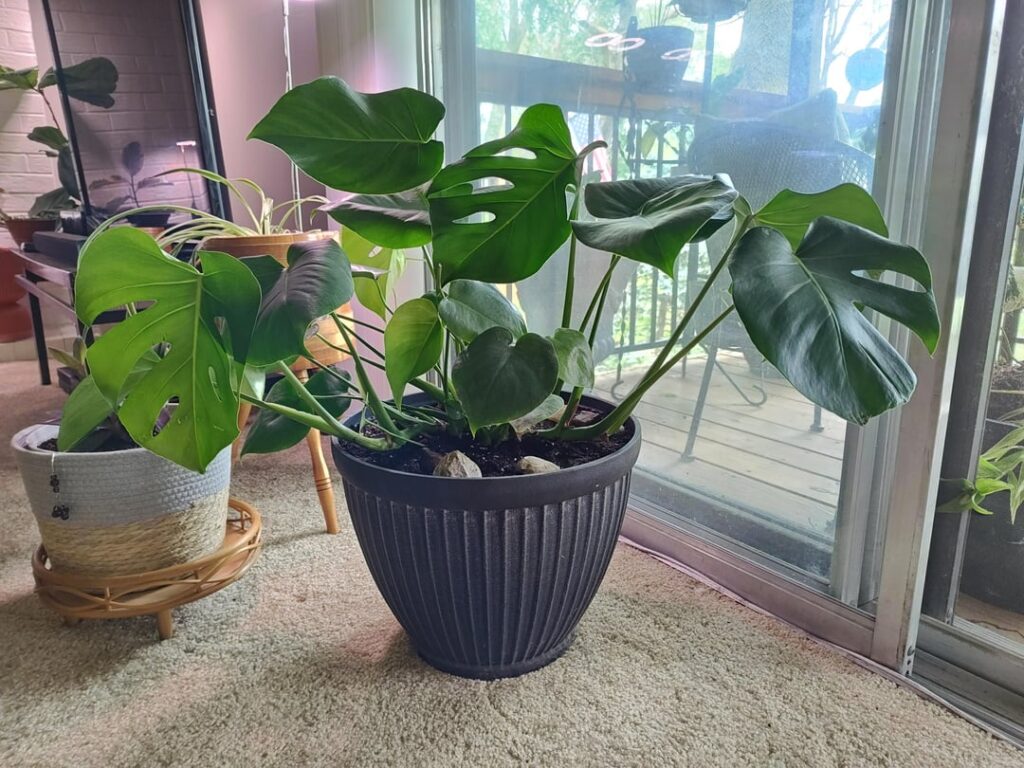 Got this gorgeous girl for $16 at my local nursery!!