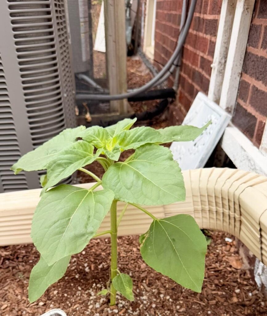 I’ve been caring for this and wondering if I’m just being overly attentive to a weed 🤦🏻‍♂️, or is a flower🙏?  Anyone know what this thing is?