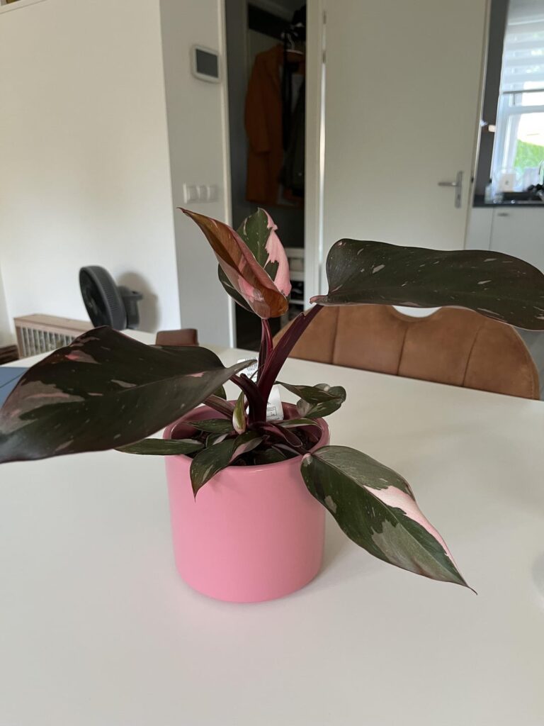 Found this beautiful pink princess for only €4 at Aldi, including the pot!