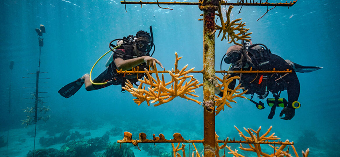Coral Gardening Is Sandals Resorts’ New Eco-Friendly Vacation Experience Coral Gardening Is Sandals Resorts' New Eco-Friendly Vacation Experience