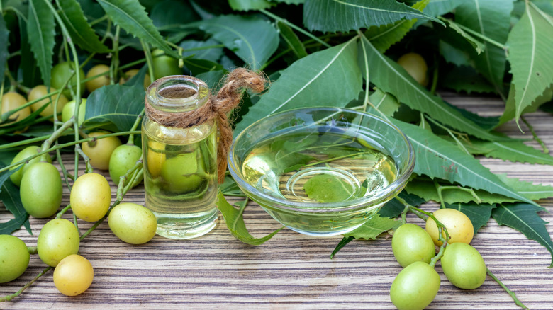 neem oil from need seeds