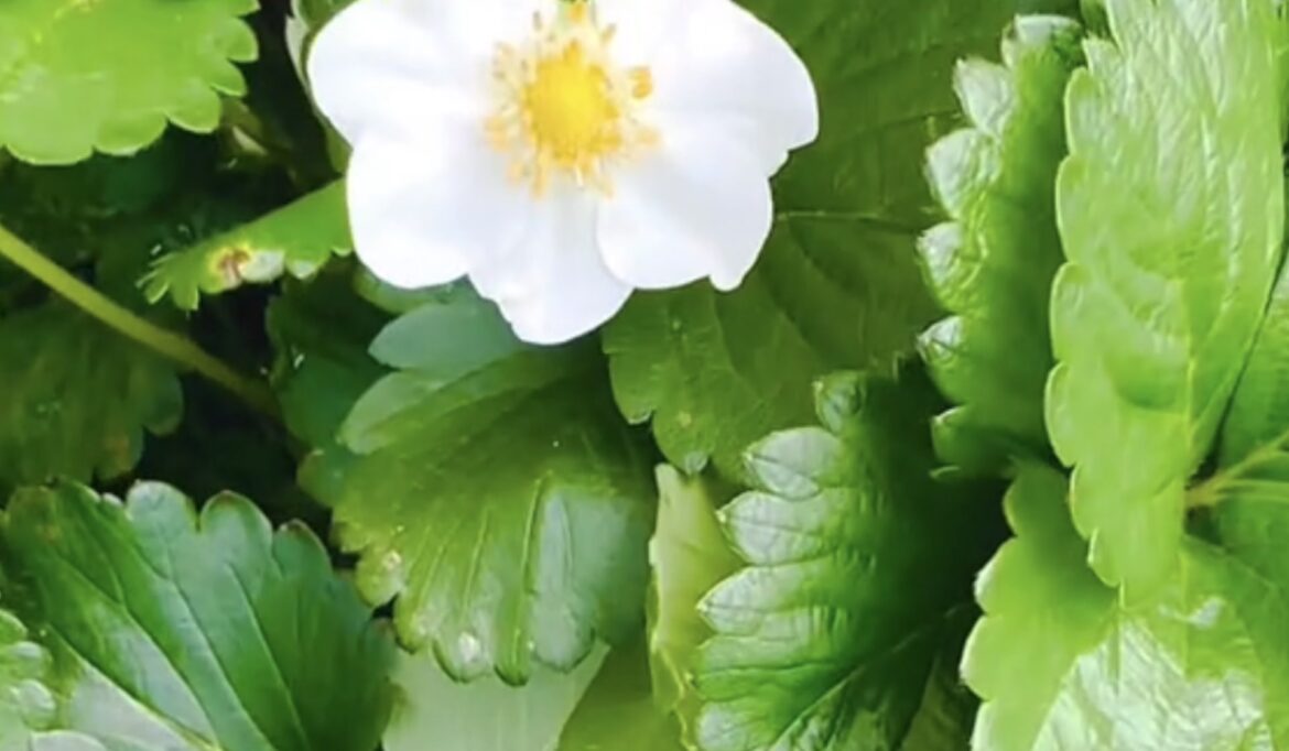 Gardener shares genius method for seemingly infinite strawberry plants: ‘Such a great hack’ Others were excited to try it out.