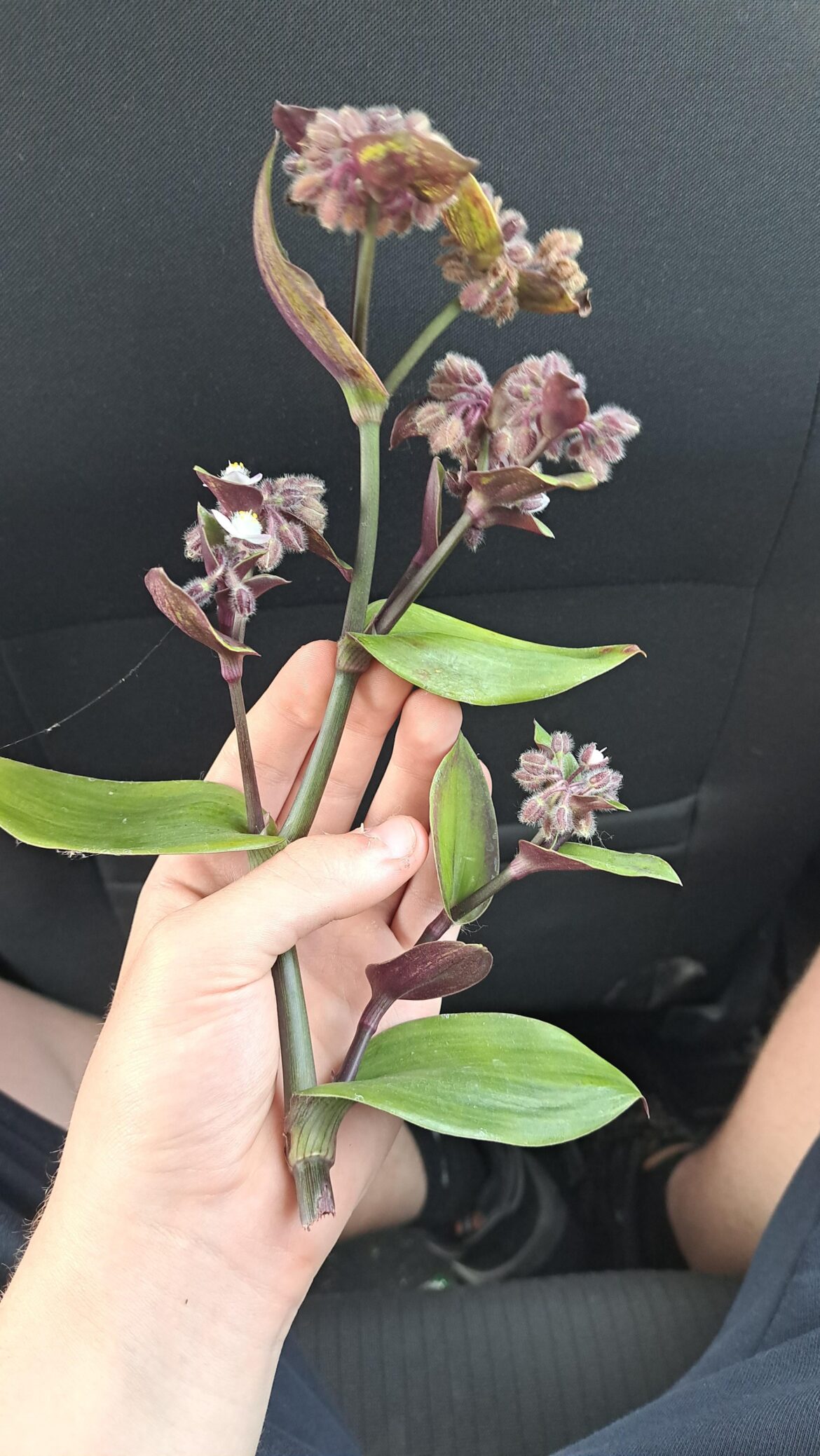 how many tradescantias can I get