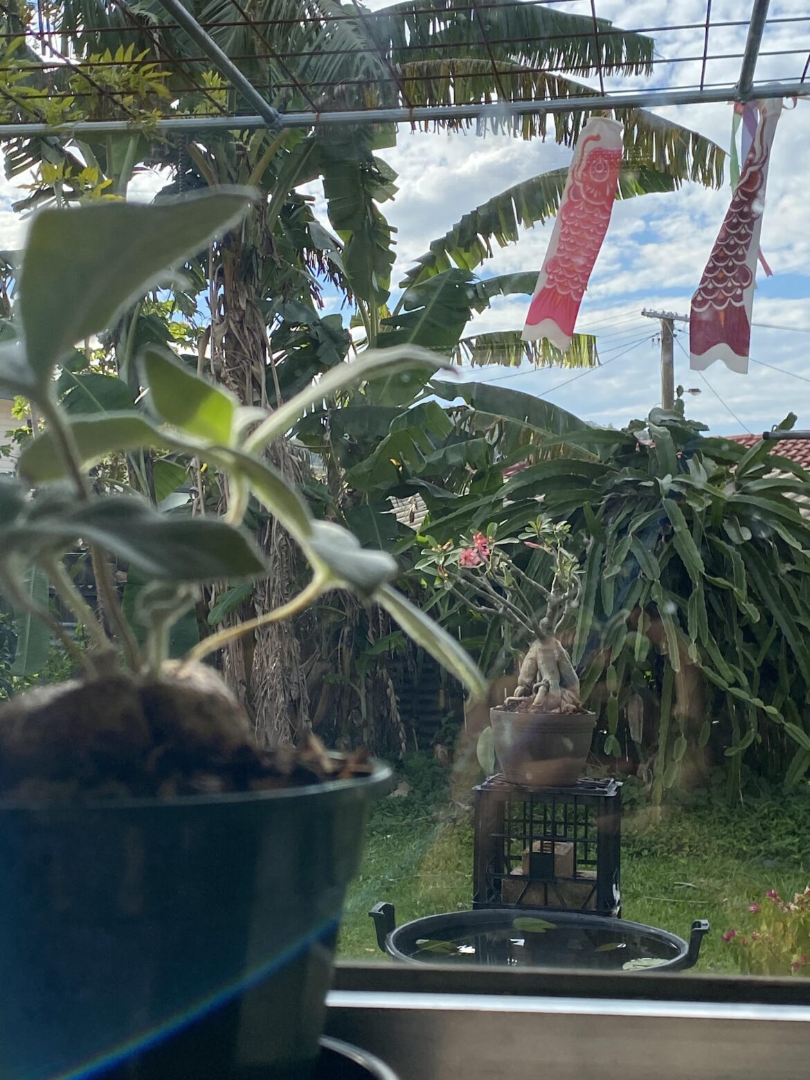 Sinnigia and andenium