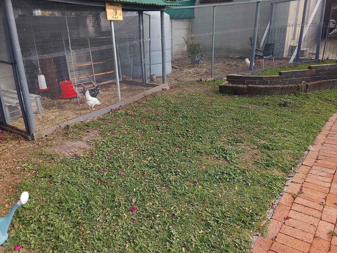 What can I do with this open space by my chicken coop?