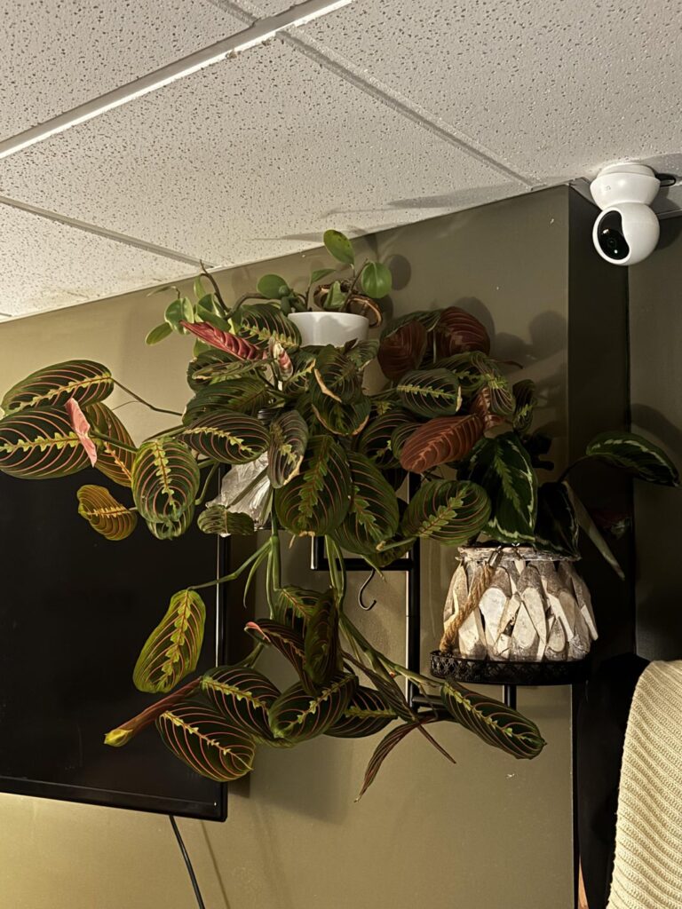 Just wanted to share my insane marketplace find with y’all…