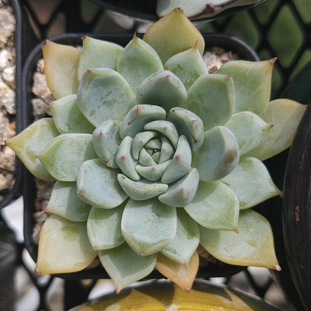 Echeveria cuspidata var. cuspidata Rose,1903