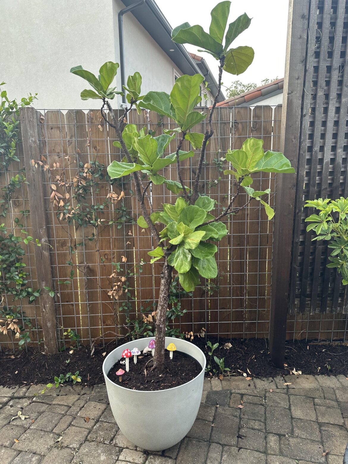 How can I get my fiddle leaf to continue growth upward and have it be its best self?