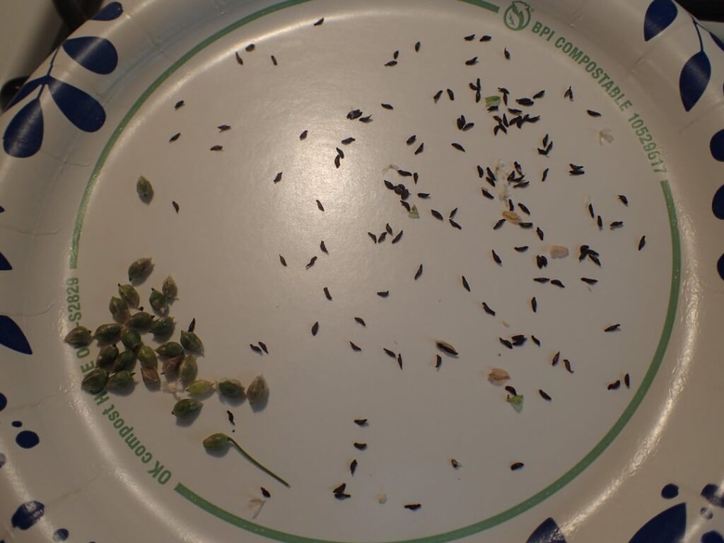 My Schizobasis intricata is making seeds