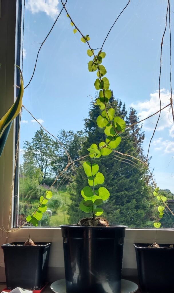 Dioscorea Elephantipes