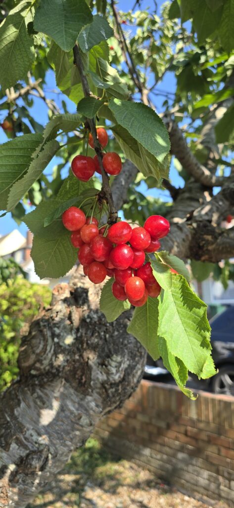 Are these Cherries safe to consume? Are these Cherries safe to consume?