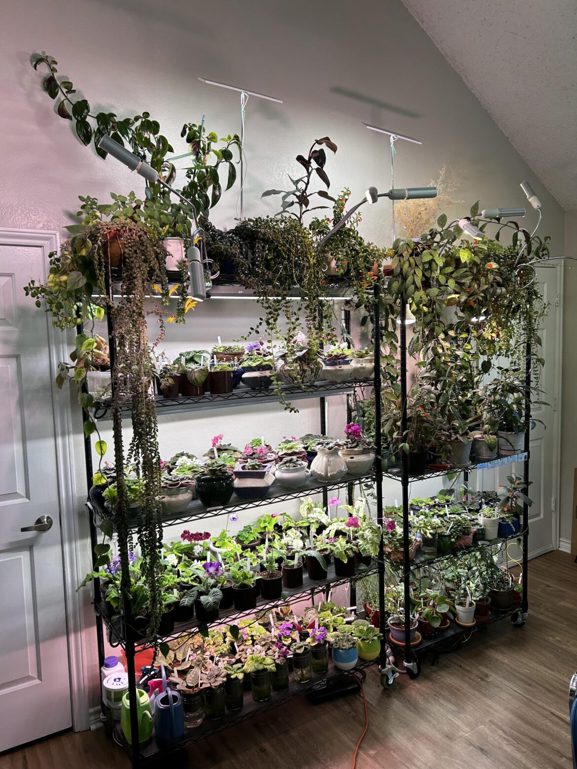 Enjoying the plant shelf this Sunday afternoon