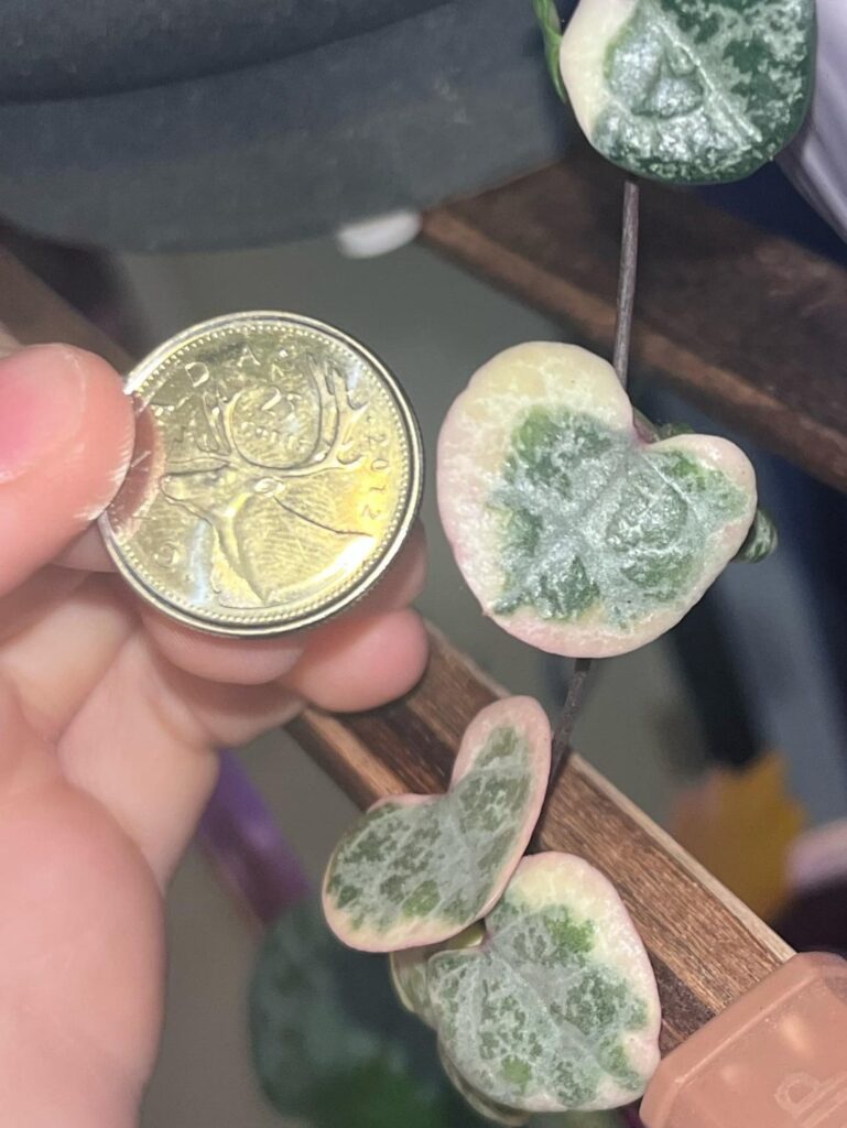 Very happy with these almost quarter-size leaves on my SOH