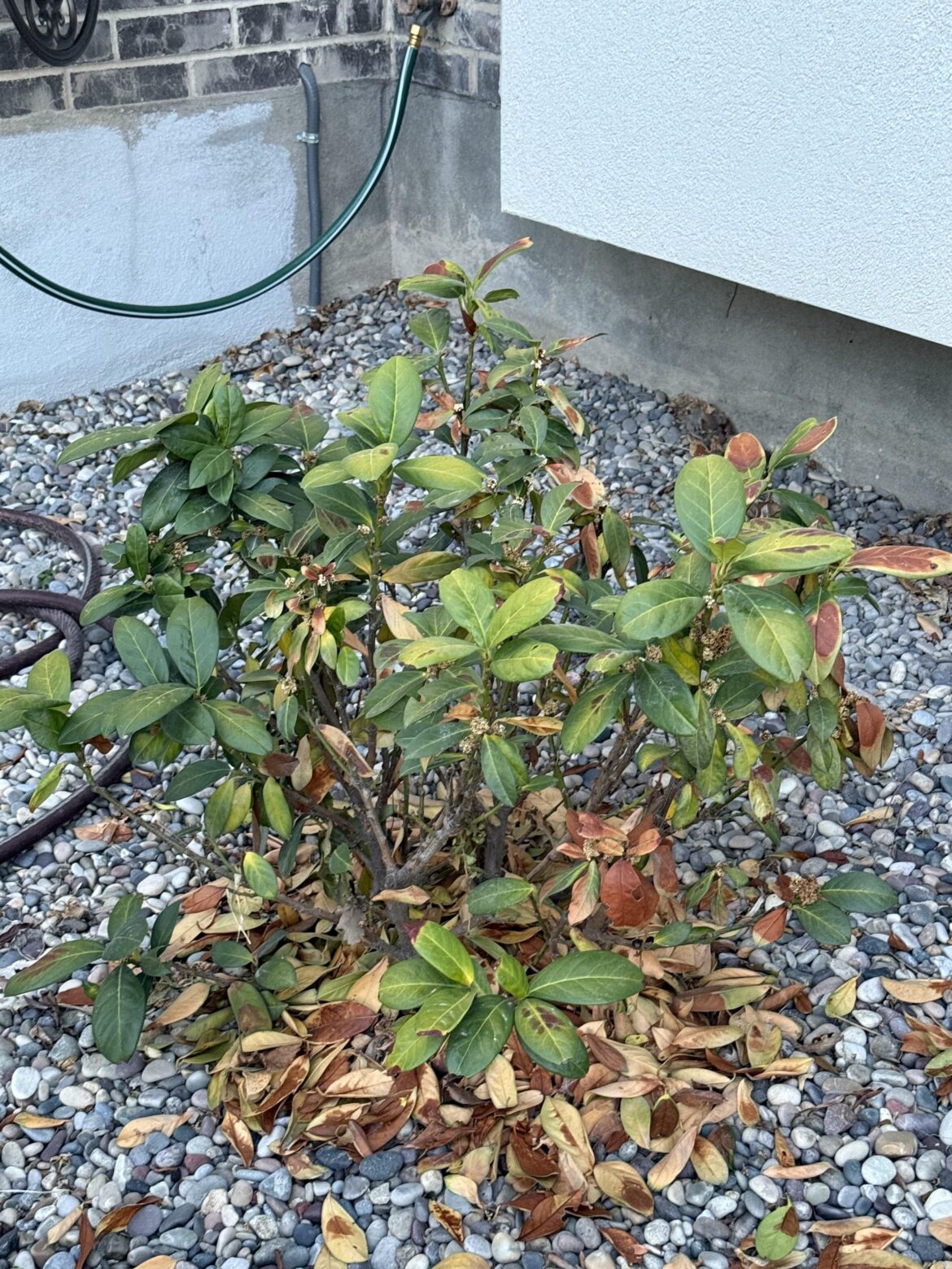 Plant not thriving