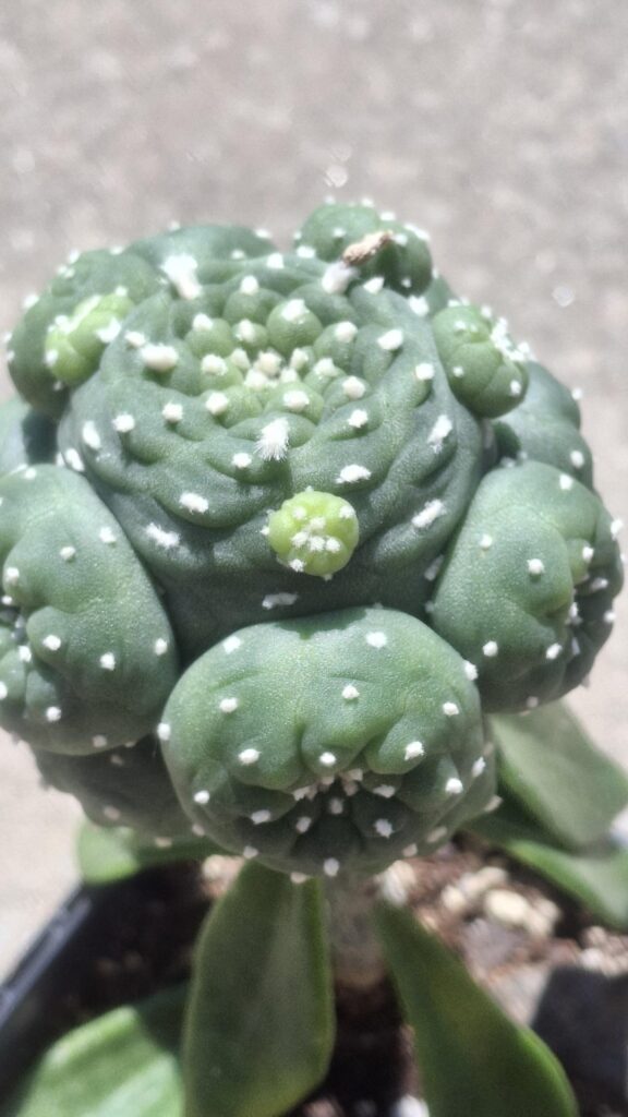 The only legit reason to hate on pereskiopsis. The only legit reason to hate on pereskiopsis.