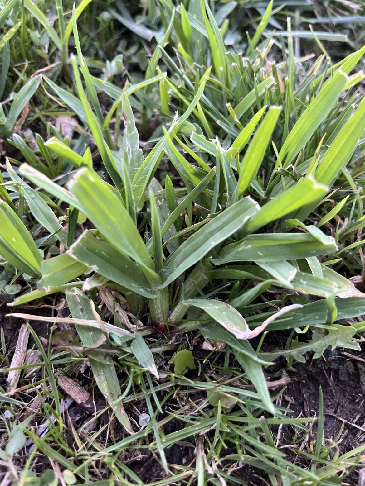 What kind of grass is this? Texas