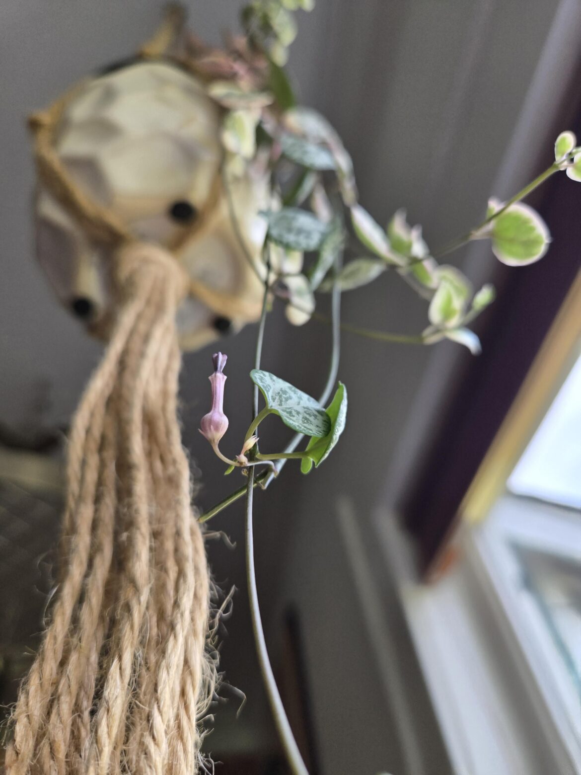 String of hearts has such a funny looking flower