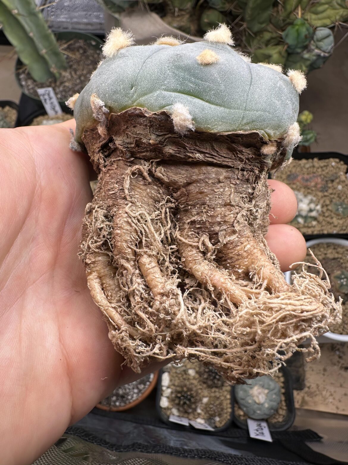 Anybody know where I can buy a Dioscorea mexicana? I can’t find them anywhere