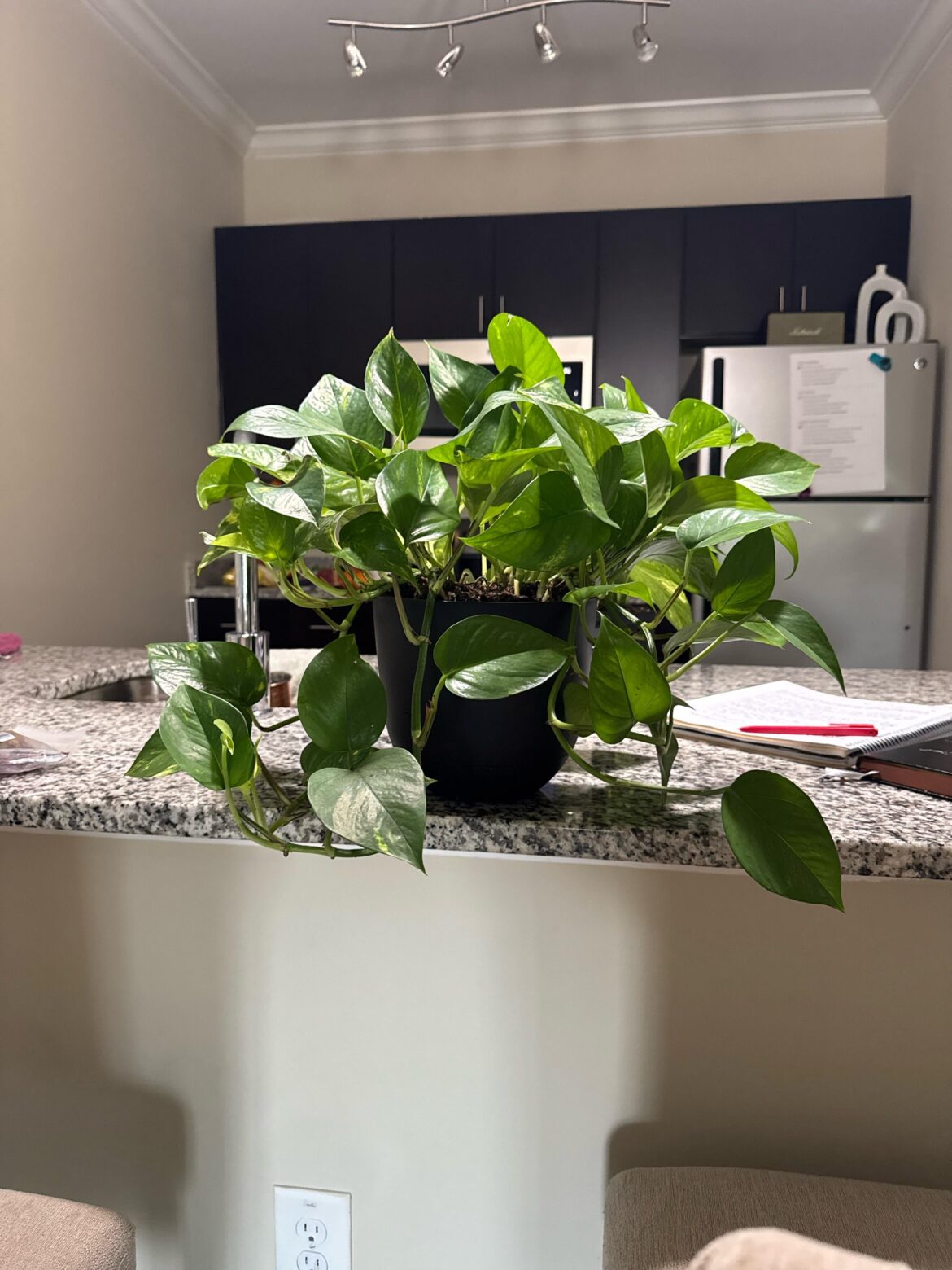 is this normal pothos behavior?