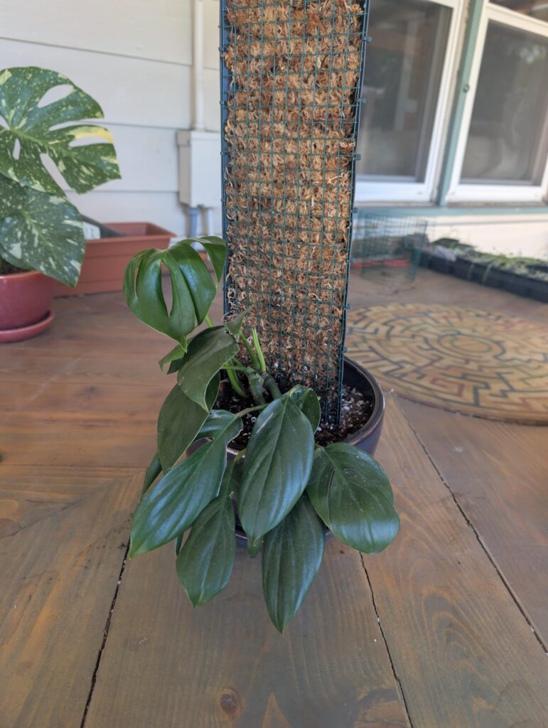 Will multiple vines hinder a mature look on my rhaph decursiva?