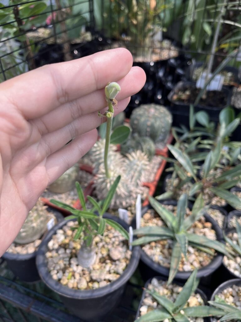 Pachypodium densicaule. Didn’t know they were self fertile