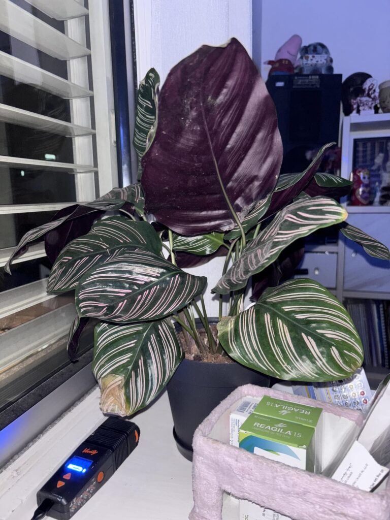idk what is happening w my calathea ornata