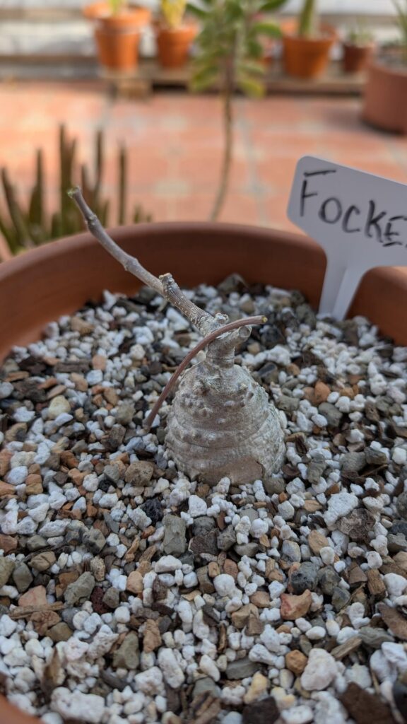 Fockea edulis losing its leaves and branches break on touch. Is it going doemant? Fockea edulis losing its leaves and branches break on touch. Is it going doemant?