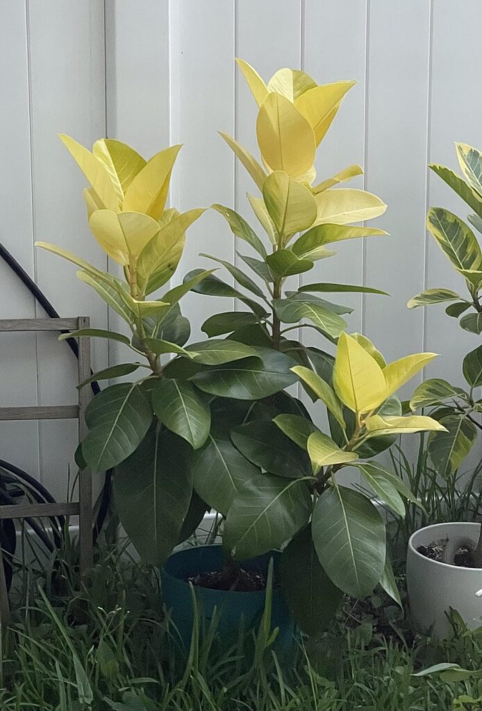 My lemon-lime ficus was very much lime when I got it (pic 2) but I put it outside for summer and it’s become soooo lemony!