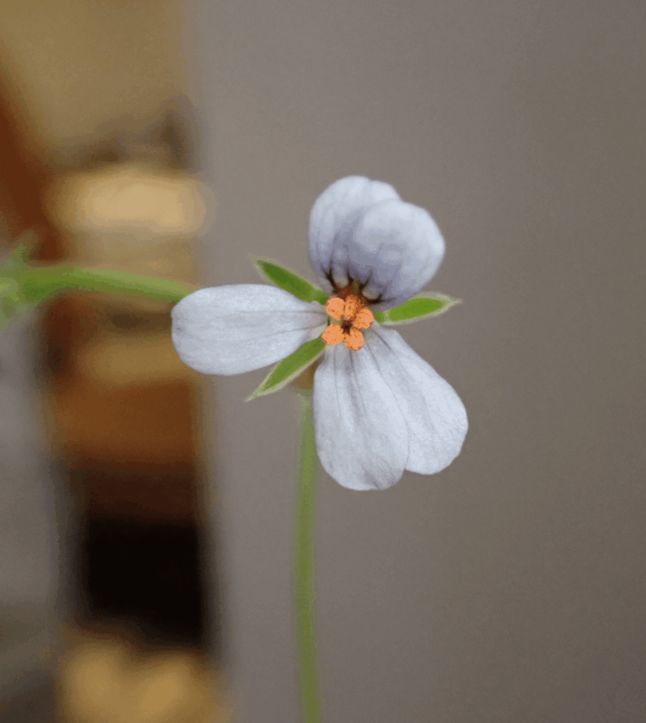 Pelargonium quinquelobatum