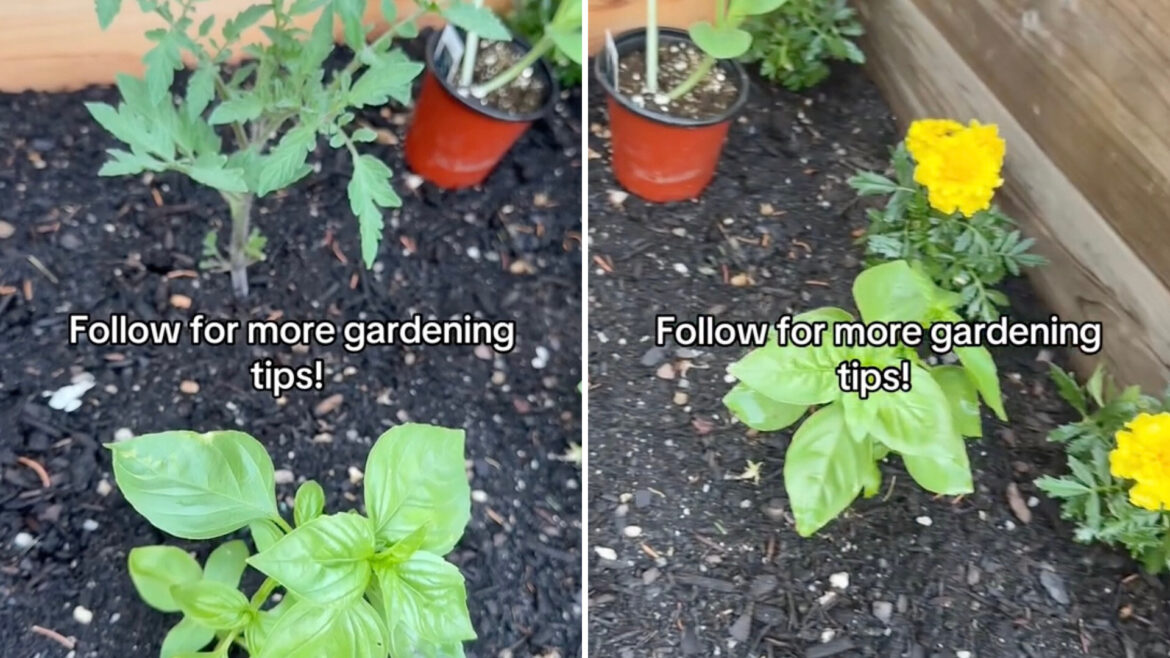 ‘Such good information to know’ "Thanks for the tip. Planting today!"