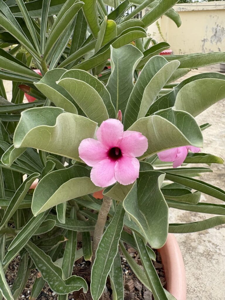 My adenium  Boehmianum bloomed for the first time!!!! Got it in 2023 as a tiny seedling, and now it’s got glorious foliage, and a sizeable subterranean caudex!!!