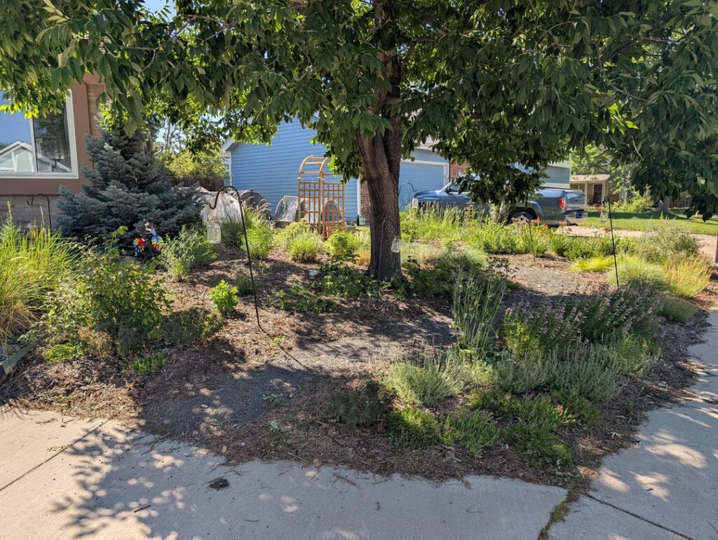 Three years after a full lawn conversion