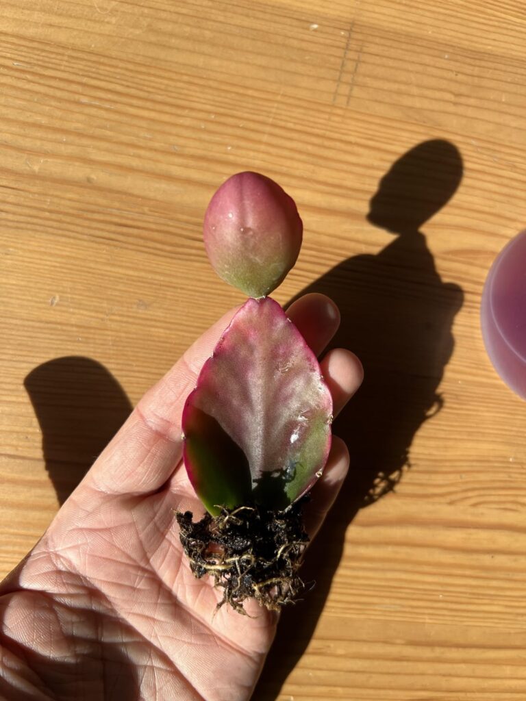 What is this little guy, my brother got me?
