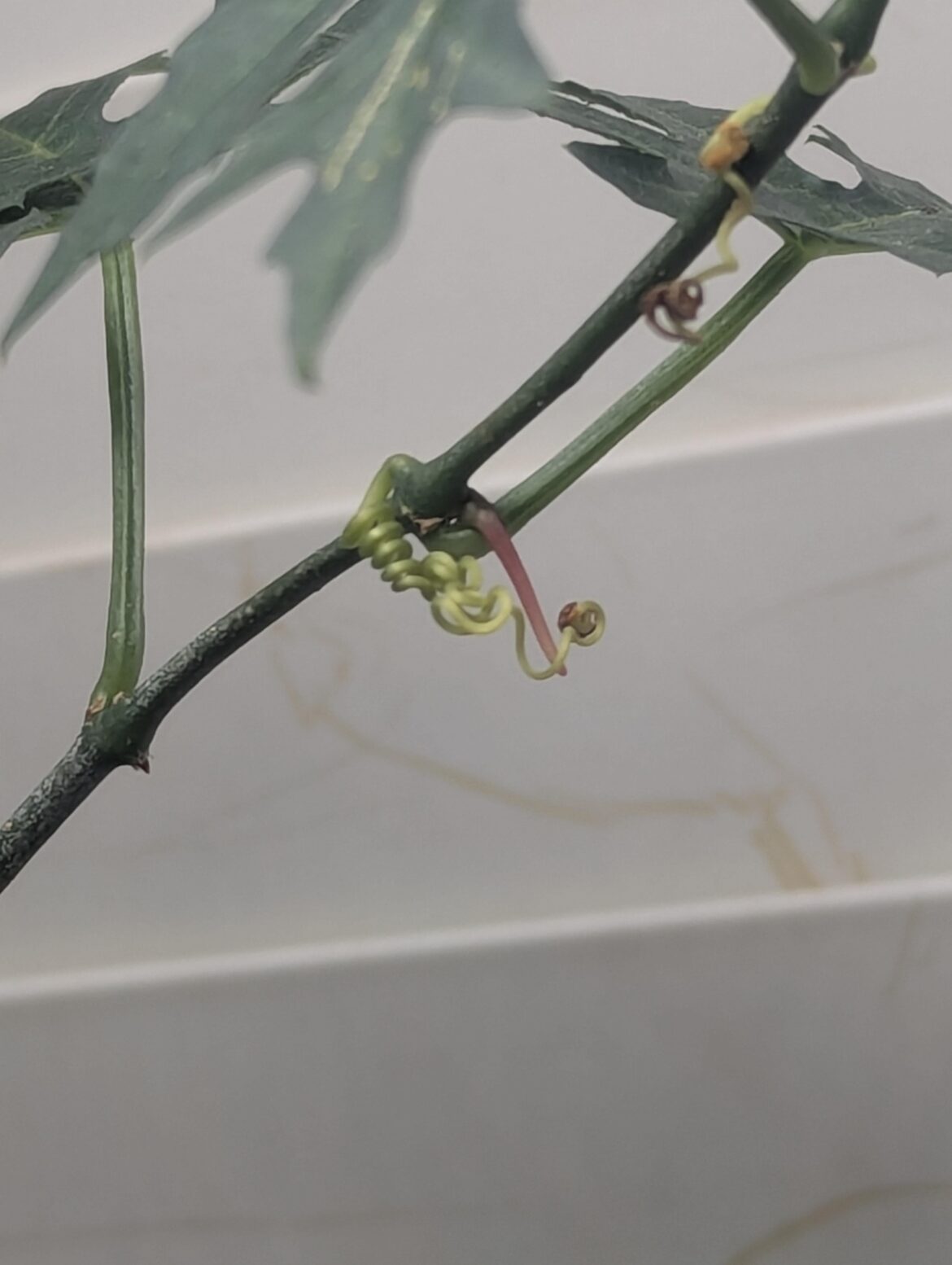 Any reason my cissus tuberosa doing this?