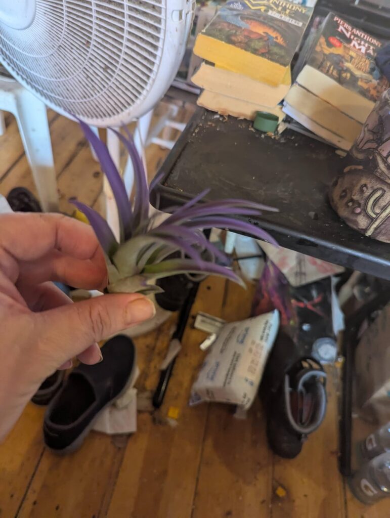 I got a surprise plant today! I got a surprise plant today!