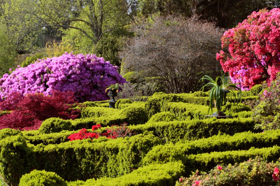 Formal garden with colorful azaleas and a boxwood maze.