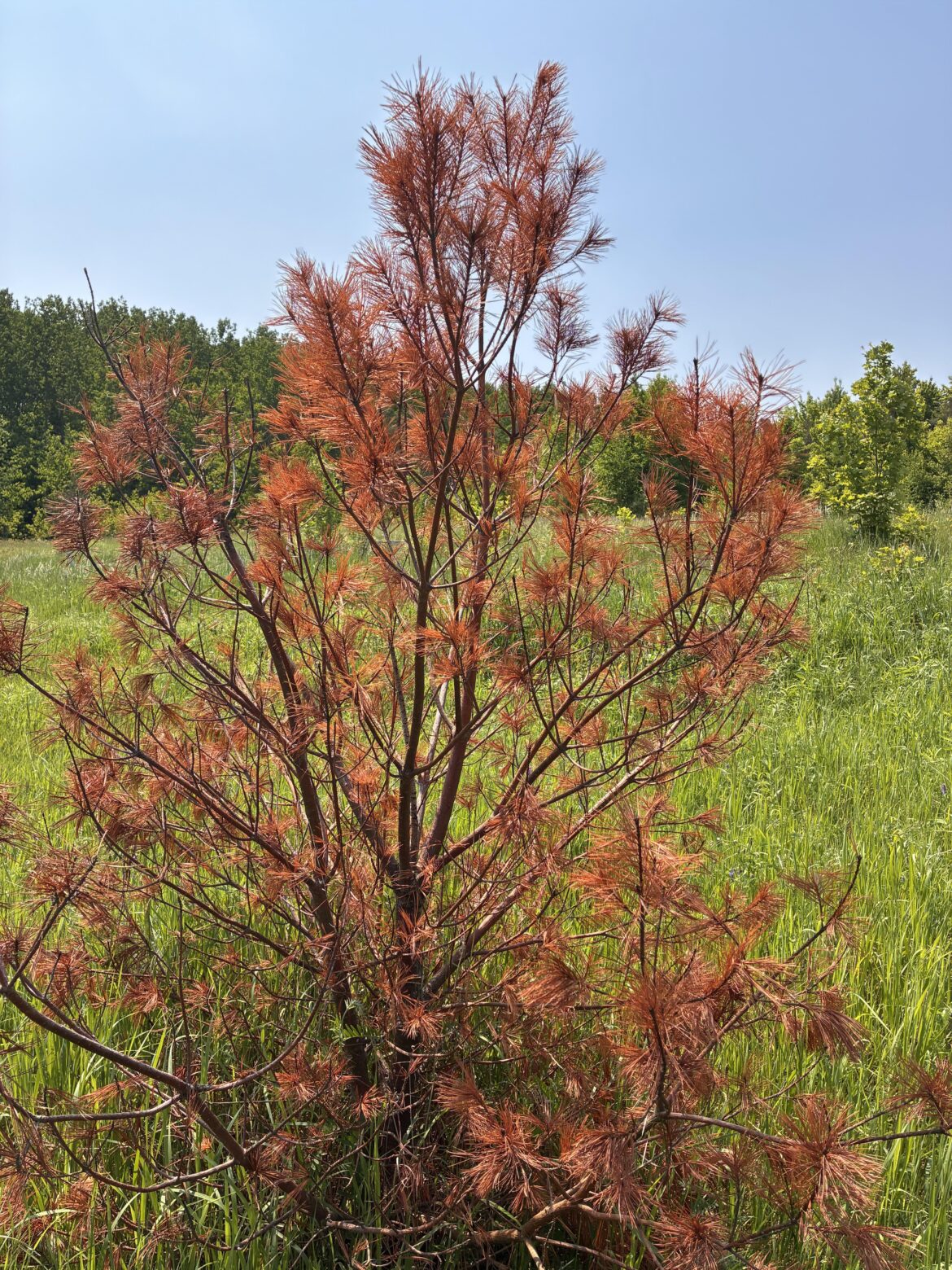 Tree turning red??