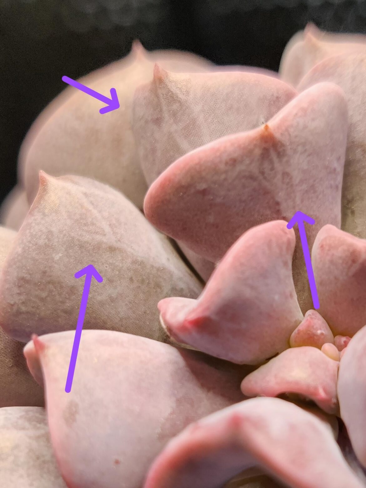 Fractal thingies - does this mean I should water?