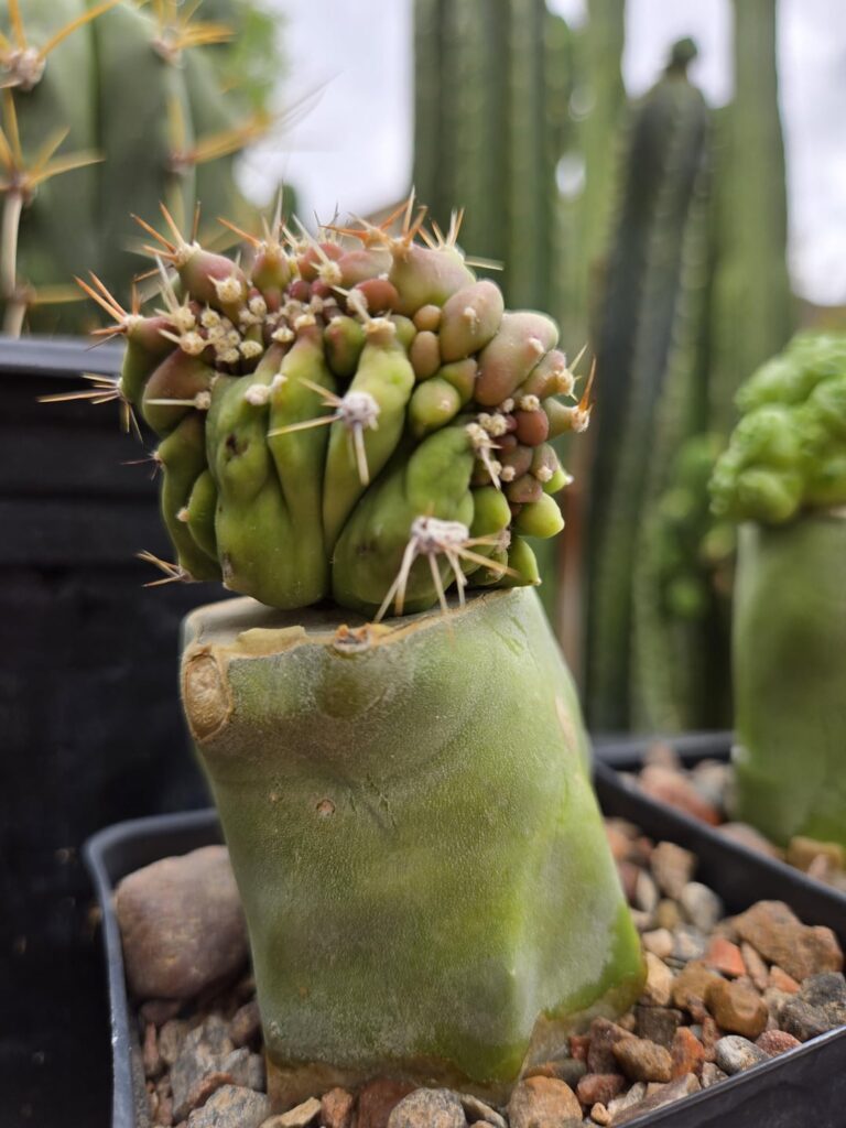 Monstrose Lophocereus Schottii 'Lopholoco'