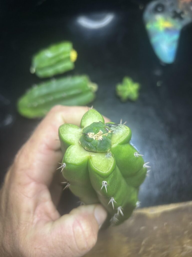 Mutant pups on TPM