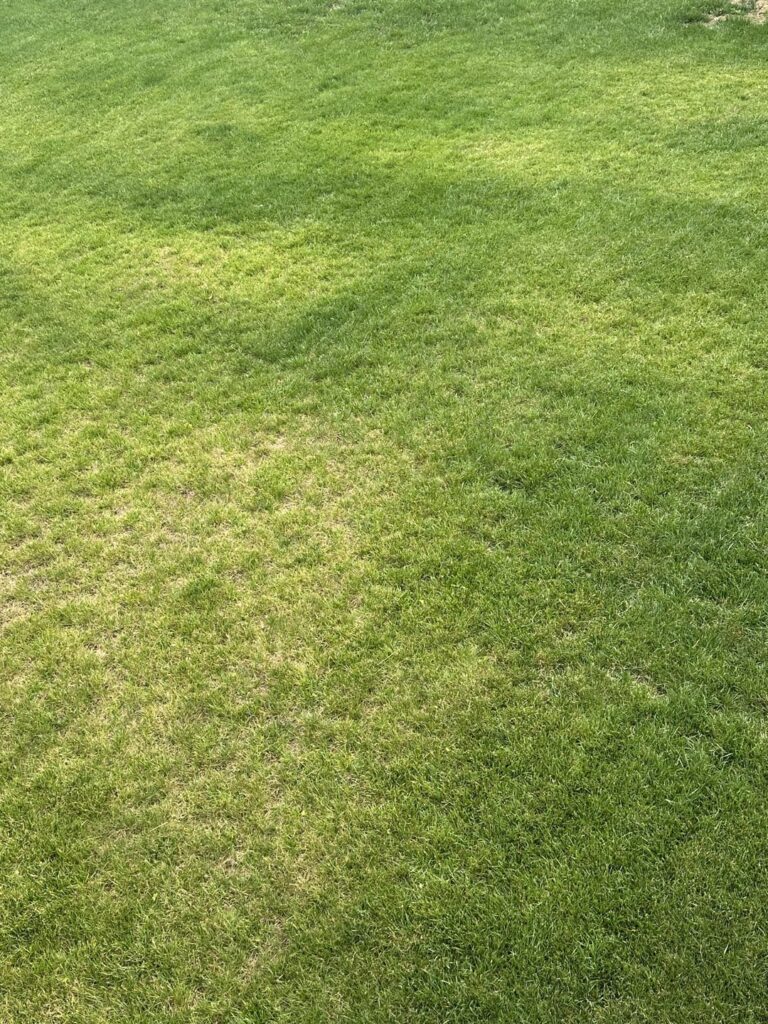 Why would my Cincinnati lawn be doing this? Grubs?