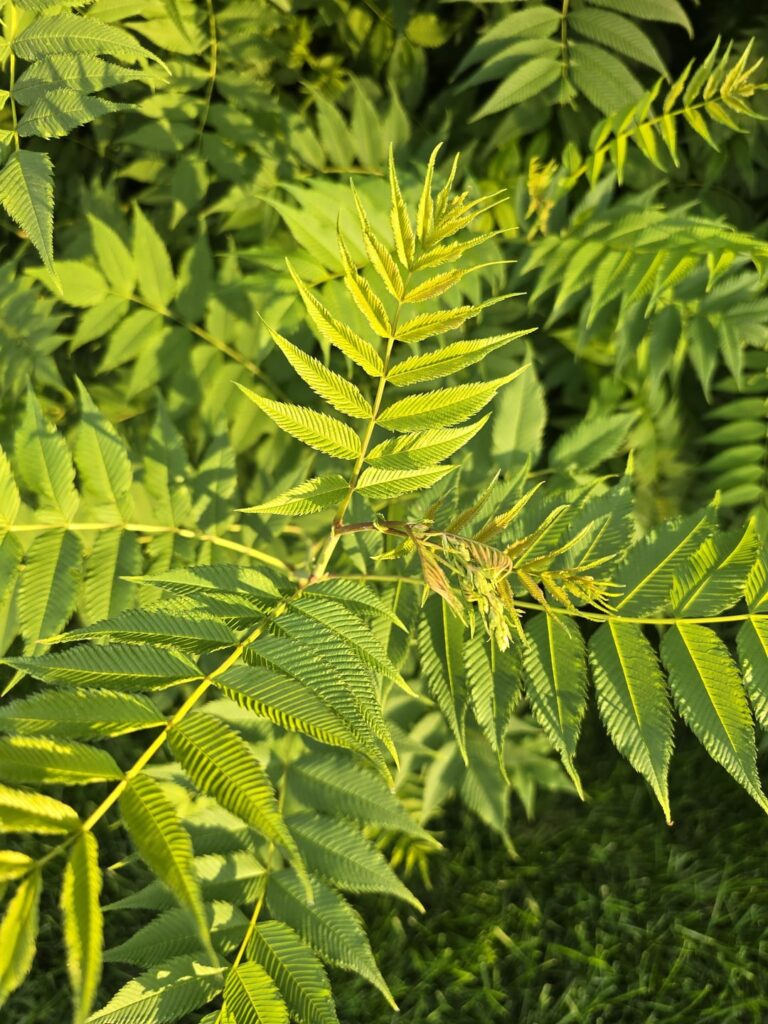 Help Identify this Bush