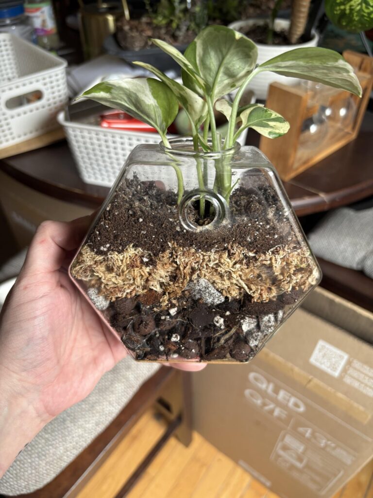 I did a dumb thing with my cuttings and now I’m stuck