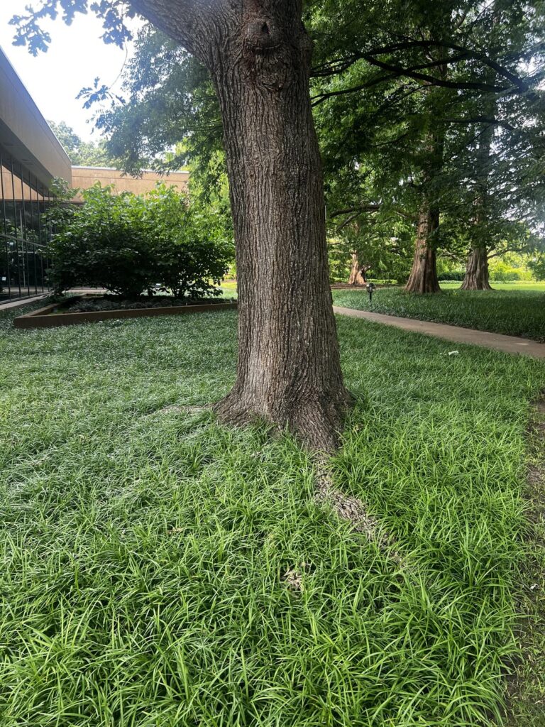 Help Identifying Sedge, Missouri Help Identifying Sedge, Missouri