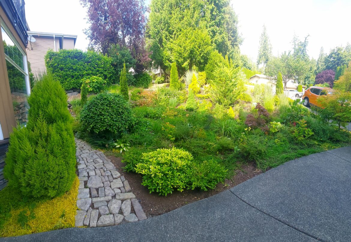 Dad's garden